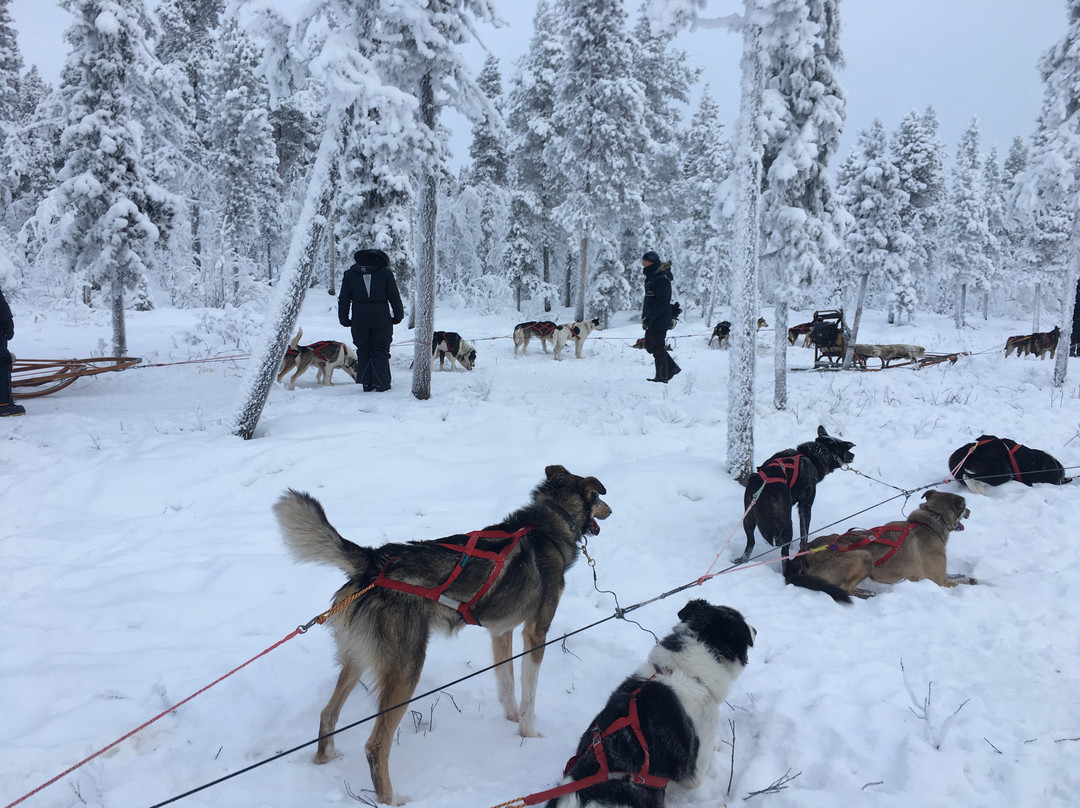 Ice Driving-Jukkasjarvi必去景点