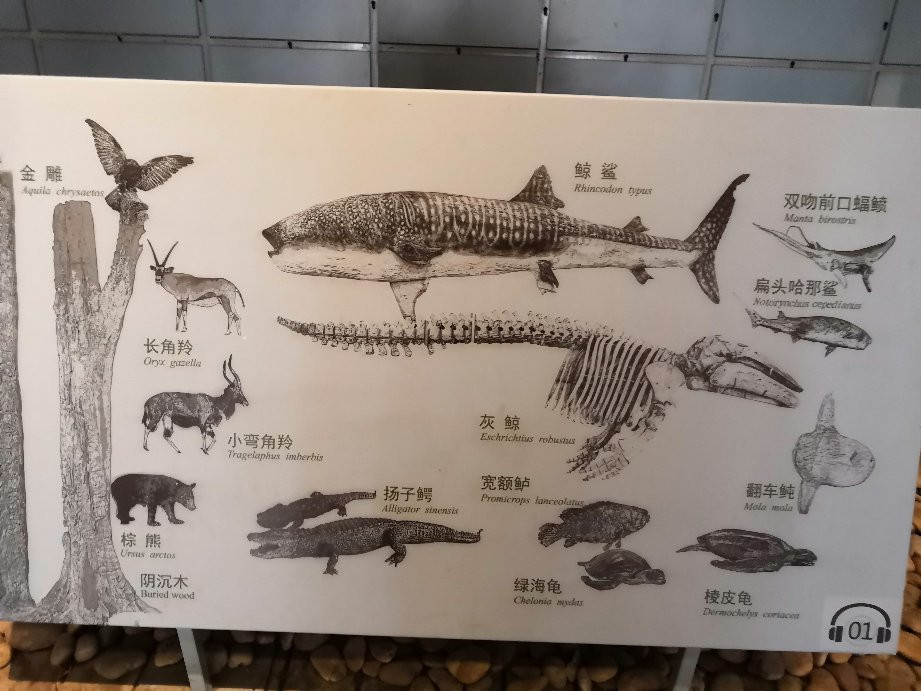 浙江自然博物馆-杭州市必去景点