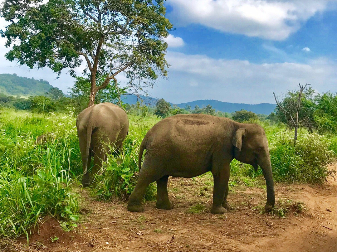 Safari Wildtour景点图片