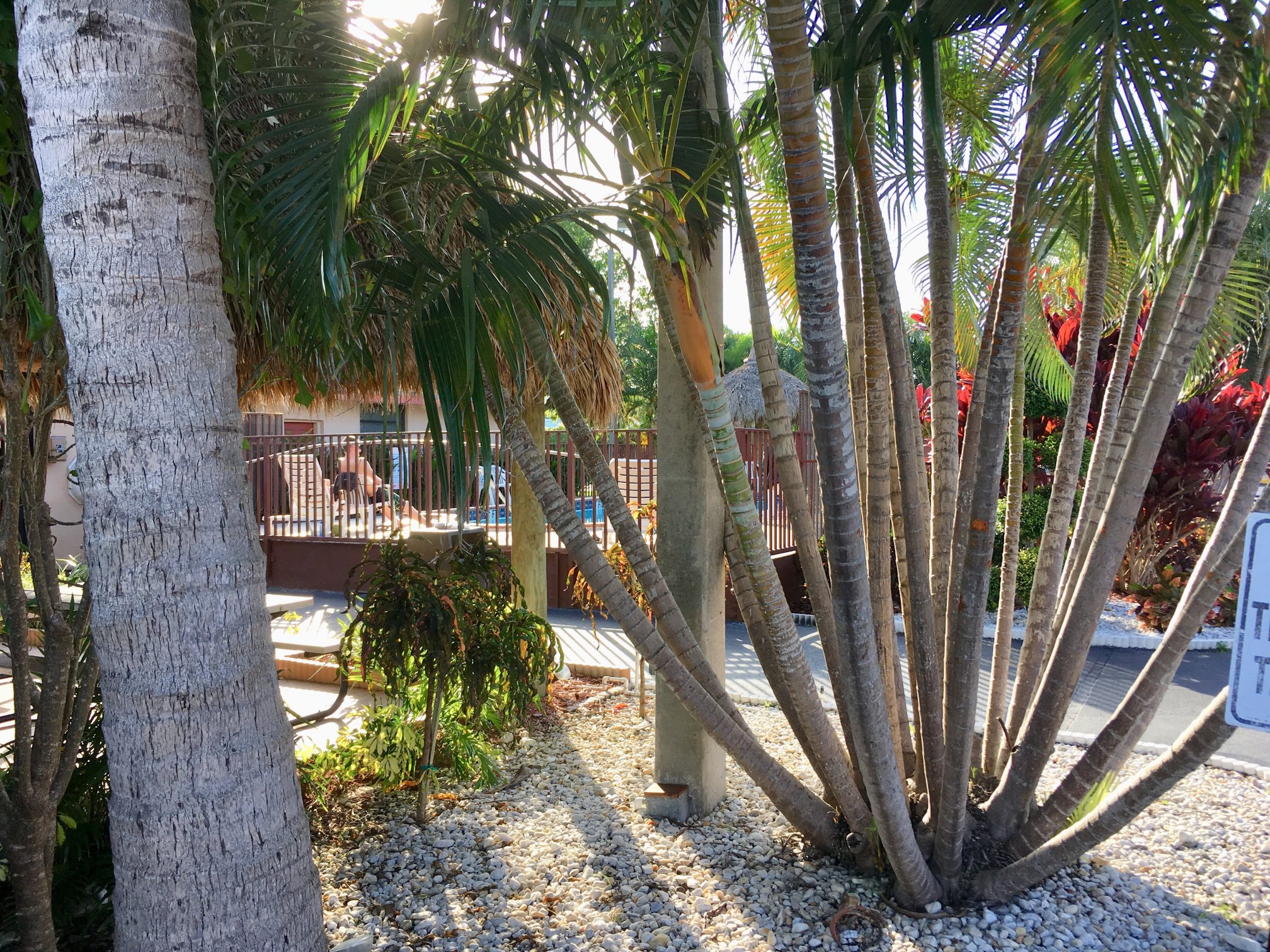 Super 8 by Wyndham, Florida City/Homestead/Everglades-泳池