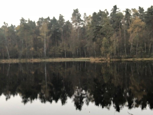 Niepołomice Forest景点图片