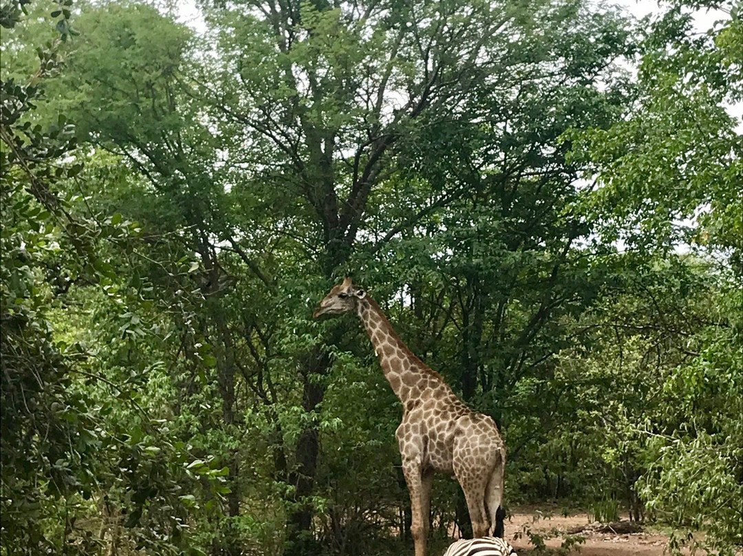Savannah Southern Safaris-李文斯顿必去景点