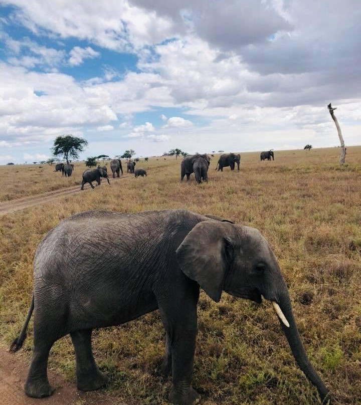 African Addictive Adventures / A.A.Adventures-莫西必去景点