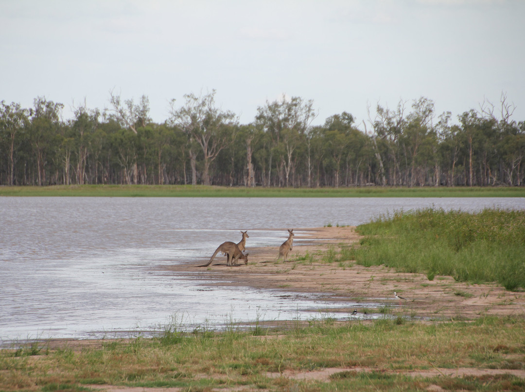 Lake Broadwater Conservation Park景点图片