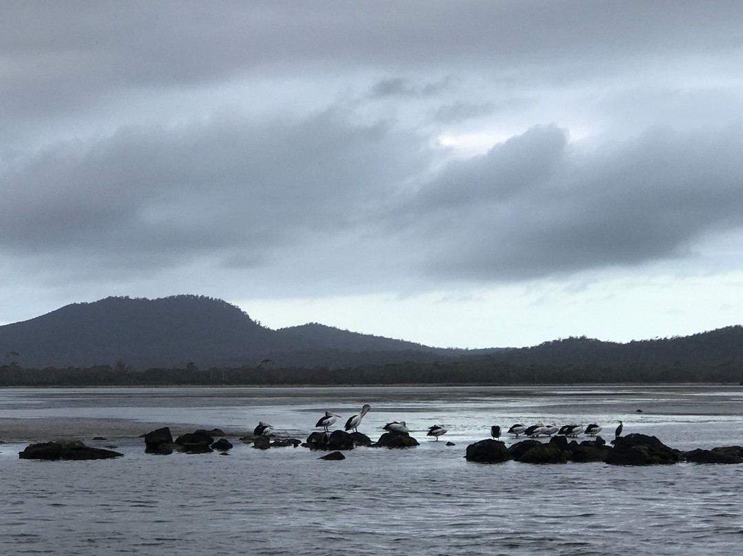 Moulting Lagoon Eco Tours景点图片