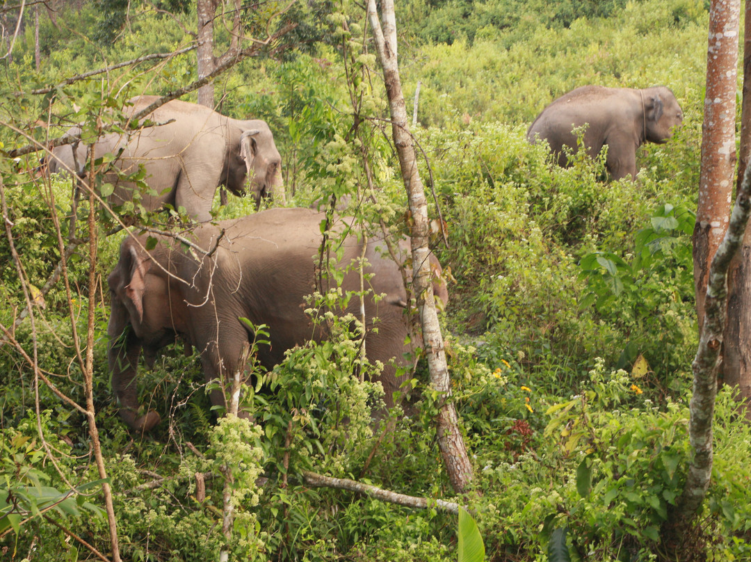 Authentic Thai Elephant Sanctuary-清迈必去景点