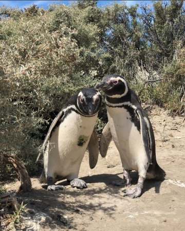 El Pedral Estancia-portrait