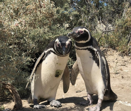 El Pedral Estancia主图