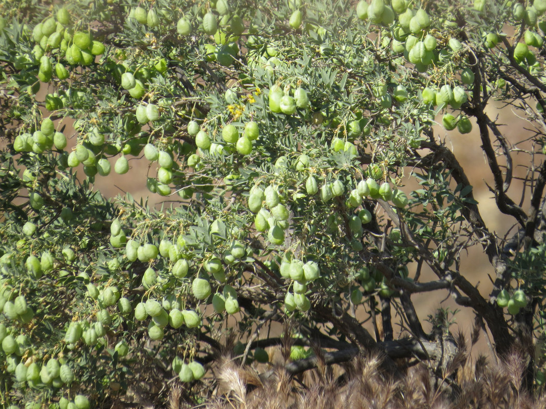 Panoche Hills Ecological Reserve-霍利斯特必去景点