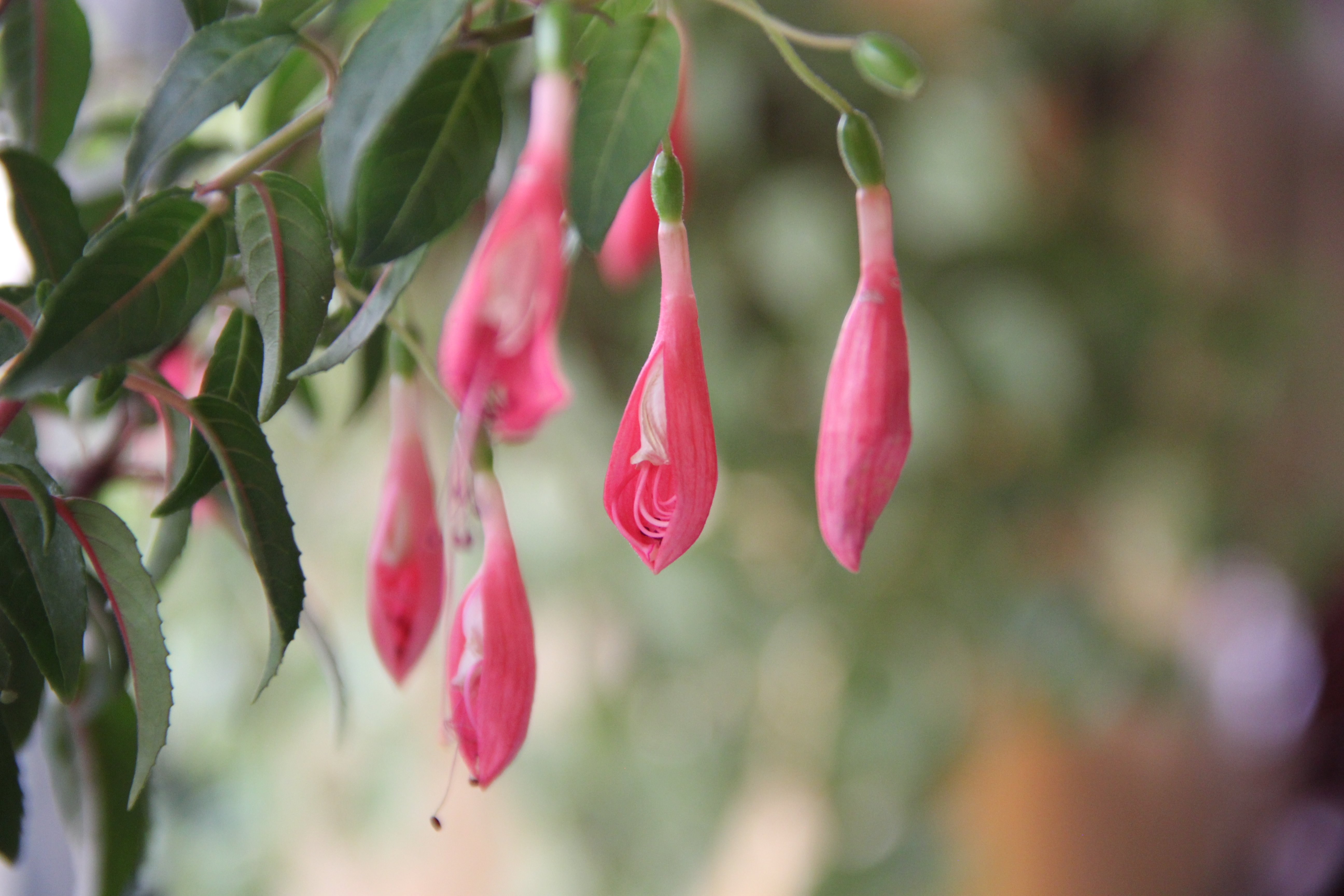 Khaneye Sabz Hotel-餐饮