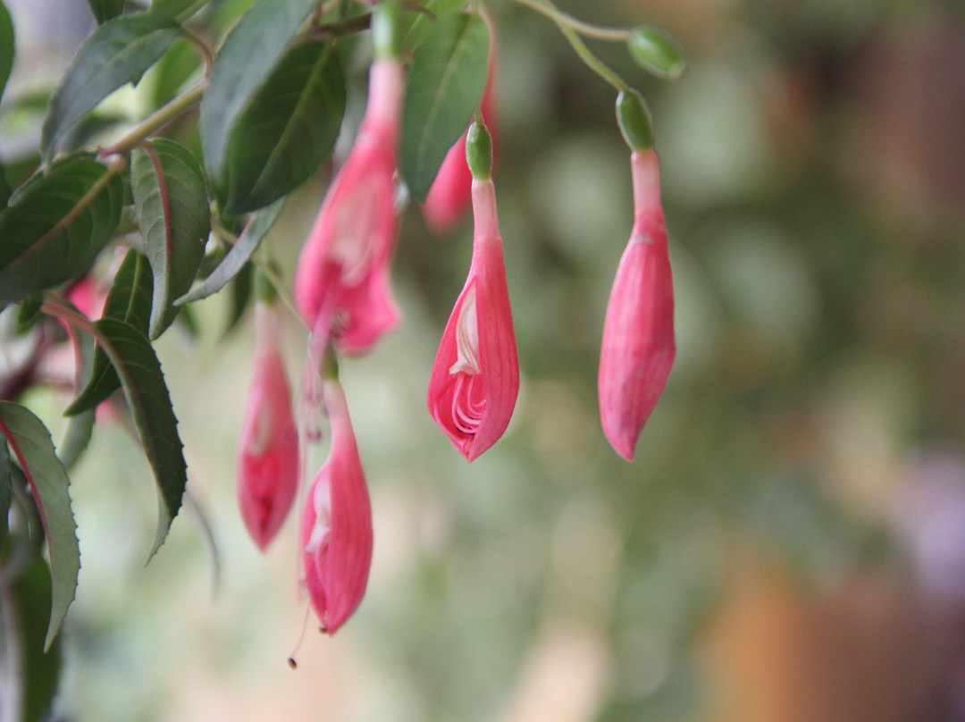 Khaneye Sabz Hotel主图