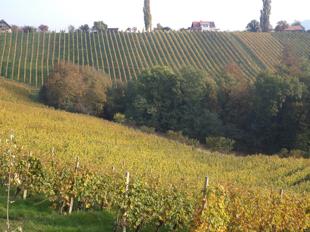 Svecina旅游攻略图片