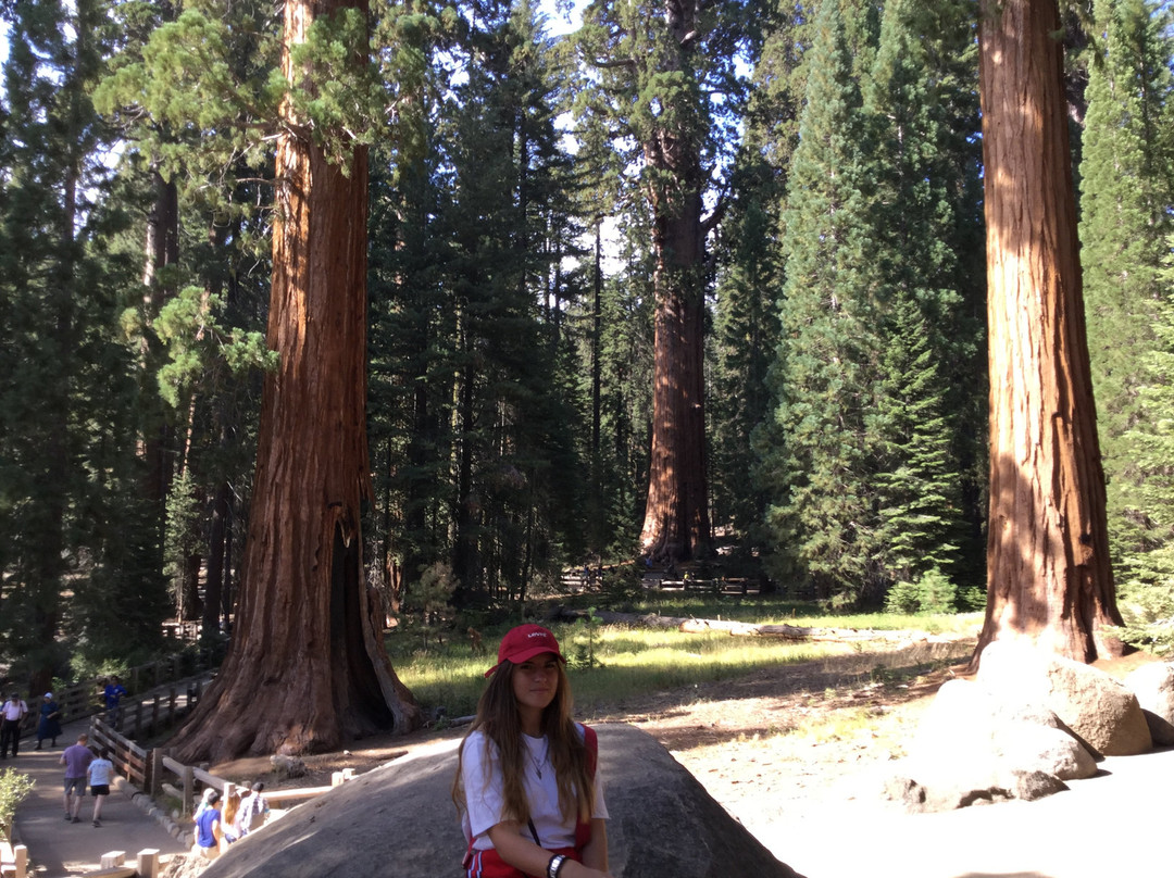 The President Tree-Three Rivers必去景点