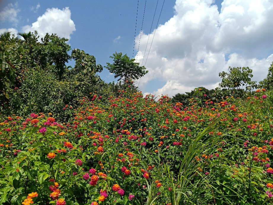 Sammilan Shetty’s Butterfly Park-芒加罗必去景点