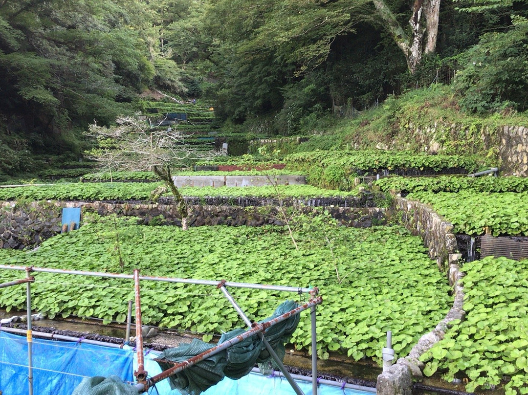 Wasabi Fields of Ikadaba-伊豆市必去景点