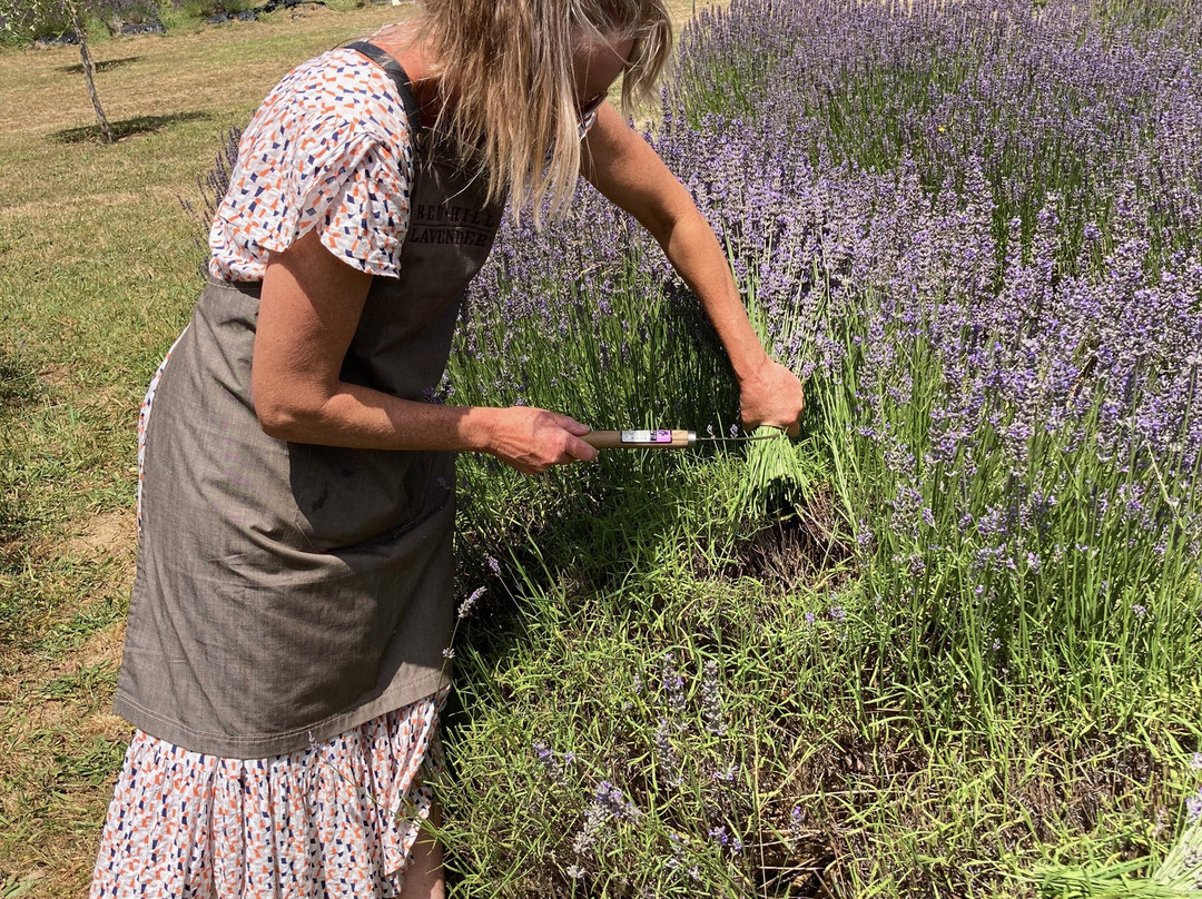 Red Hill Lavender Farm And Distillery景点图片