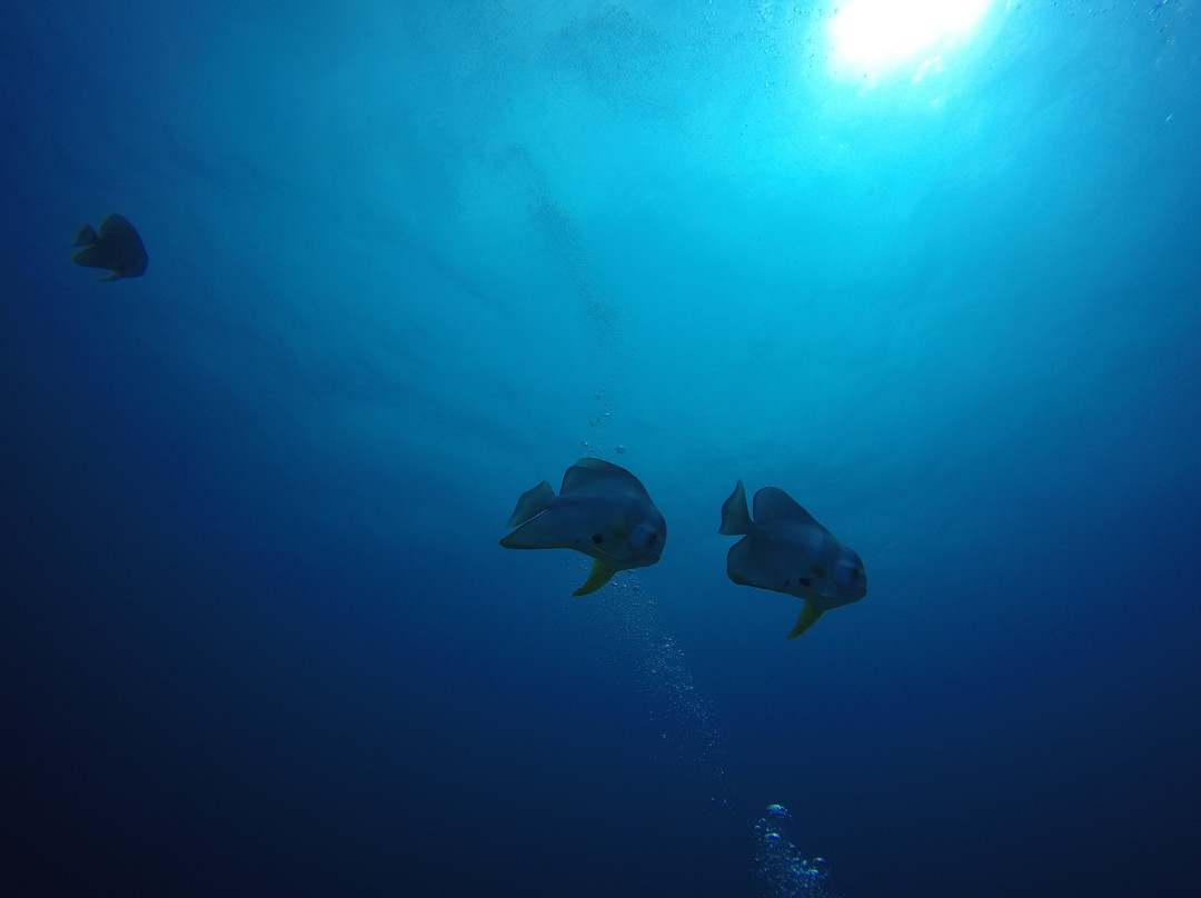 Sipadan Mabul Lodge and Tours景点图片