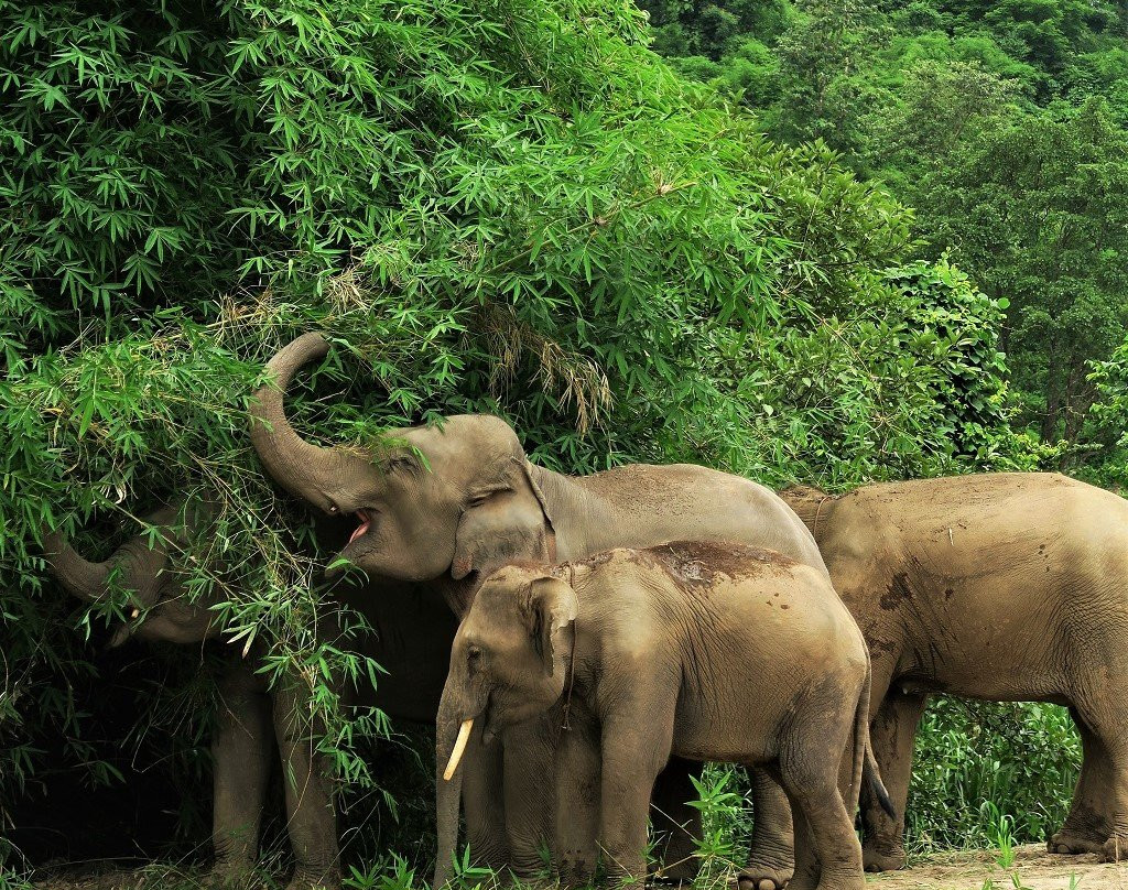Chiangmai Elephant Home-清迈必去景点