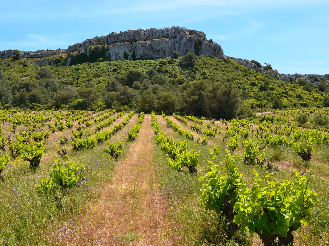 Château Pech Redon景点图片
