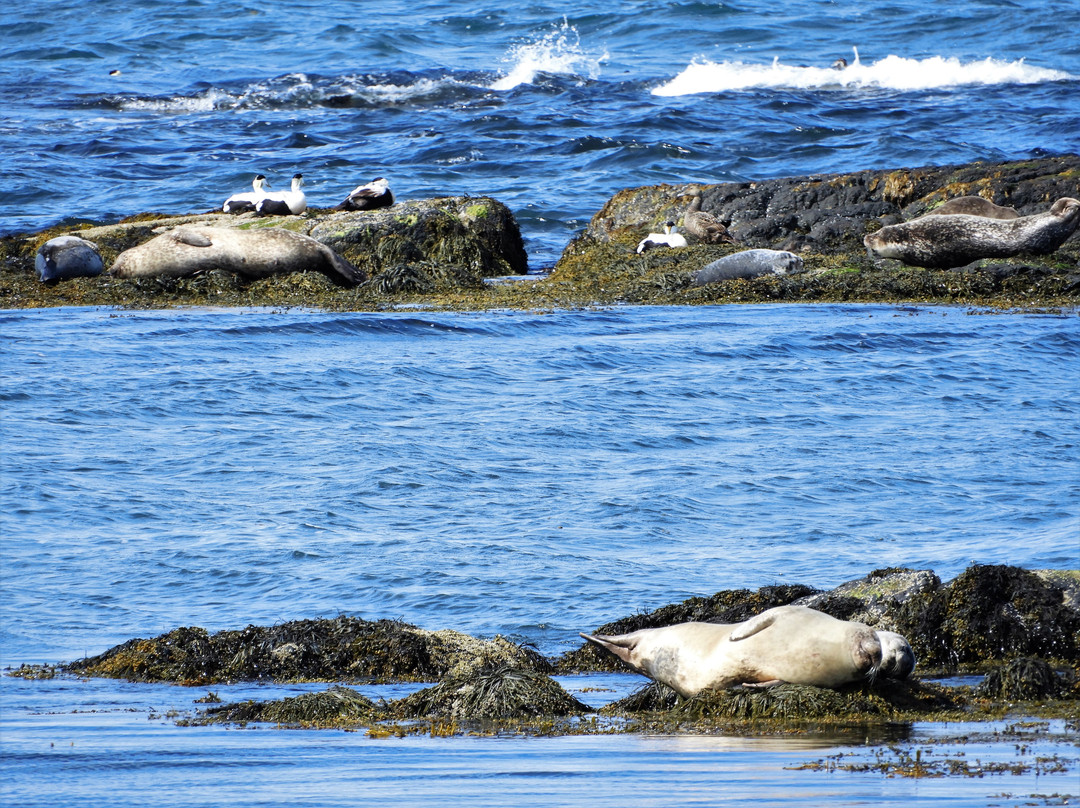 Vatnsnes旅游景点-Svalbard Seal Watching Site