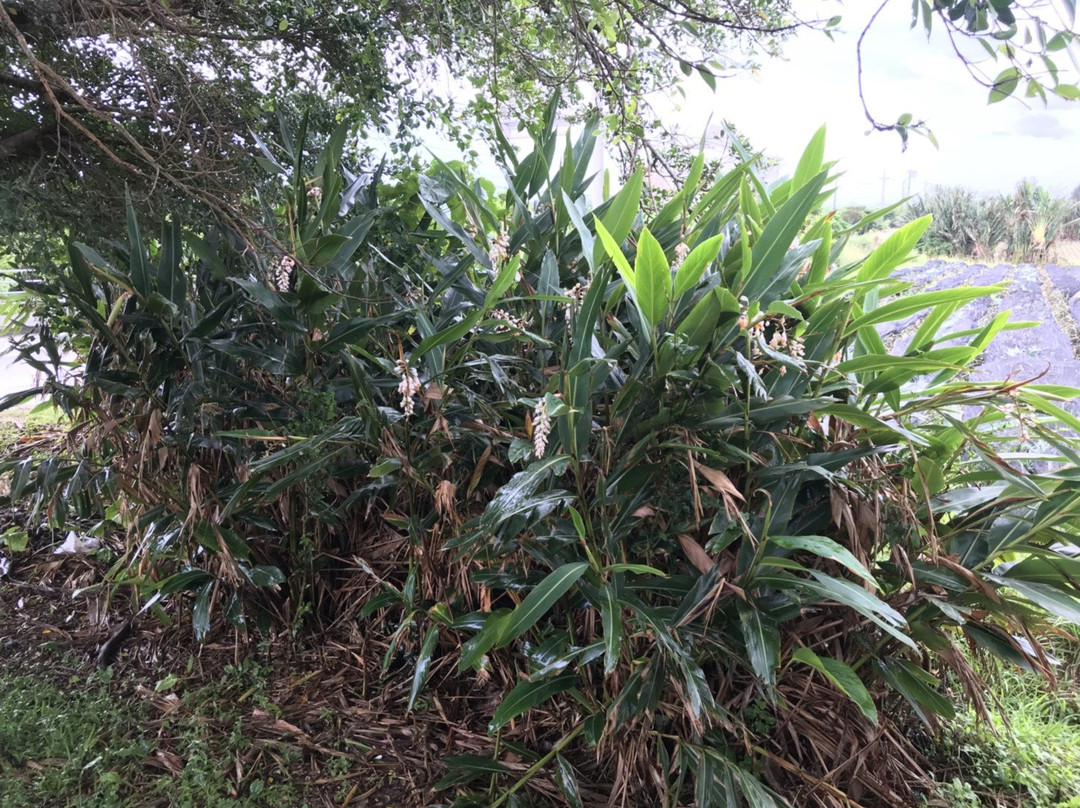 Ishigakijima Pineapple Club景点图片