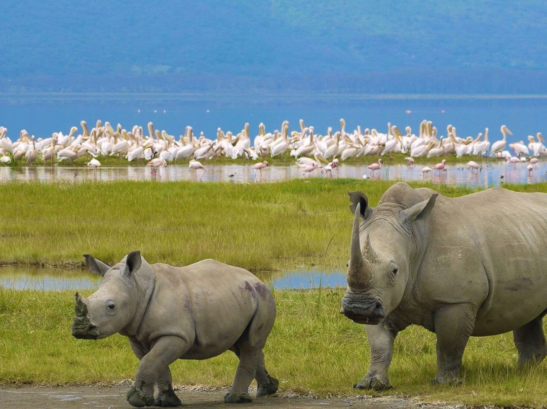 Lake Nakuru景点图片