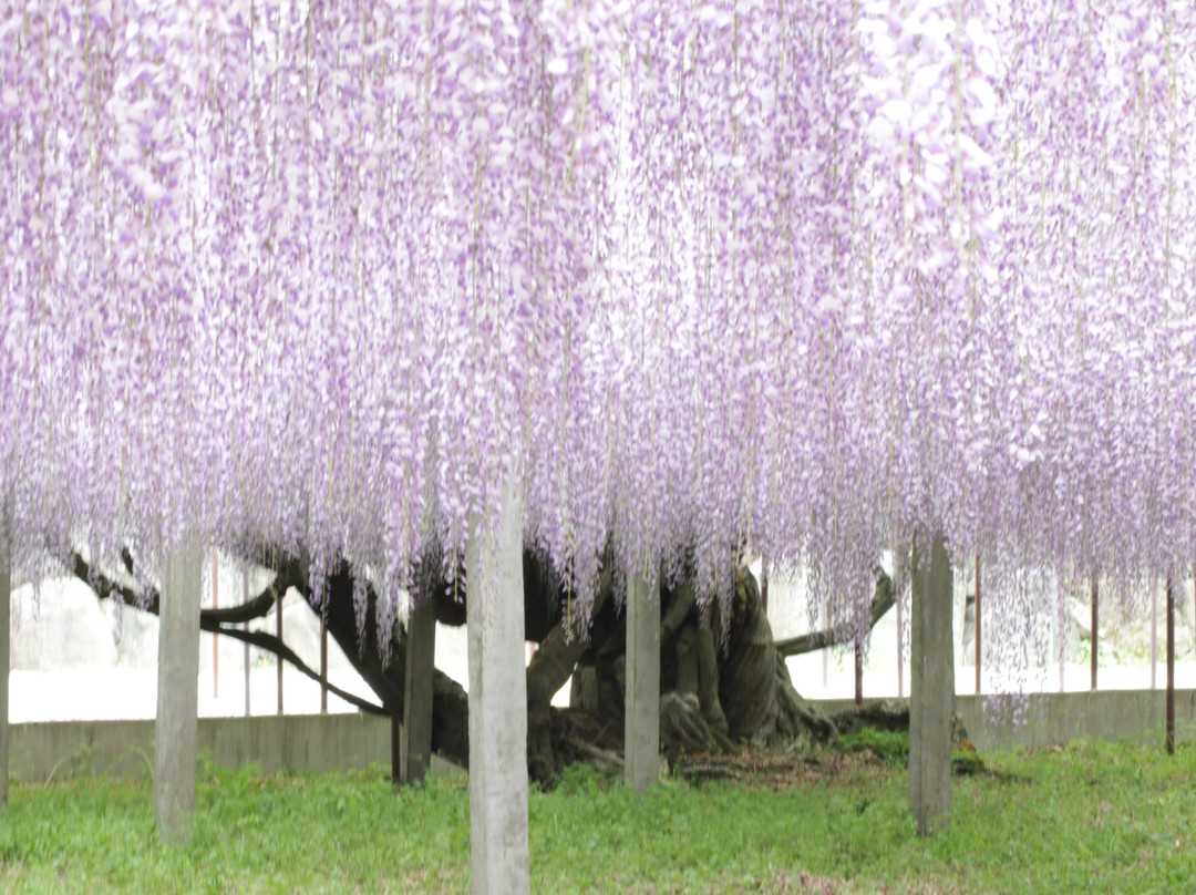Tyosenji Temple-本庄市必去景点