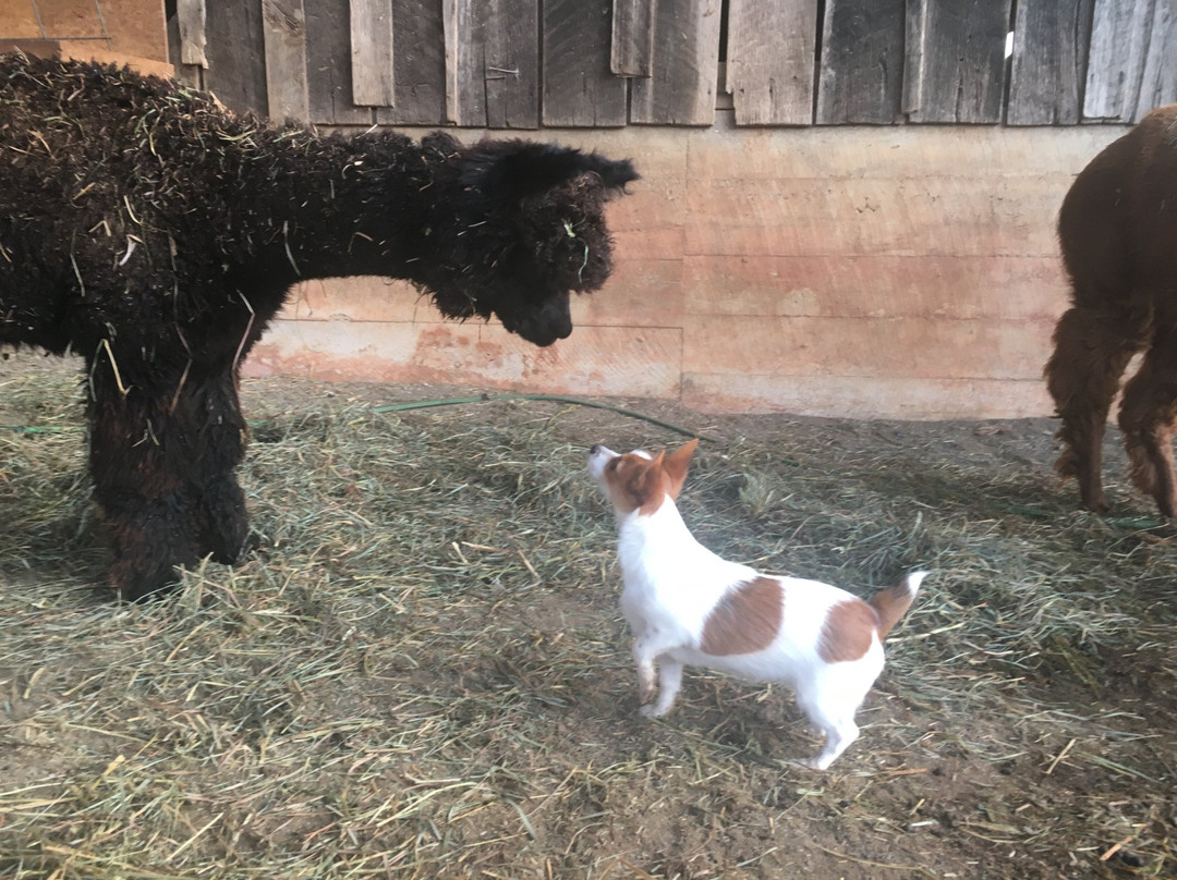 Pacabella Farm Alpacas & Boutique-Wirtz必去景点