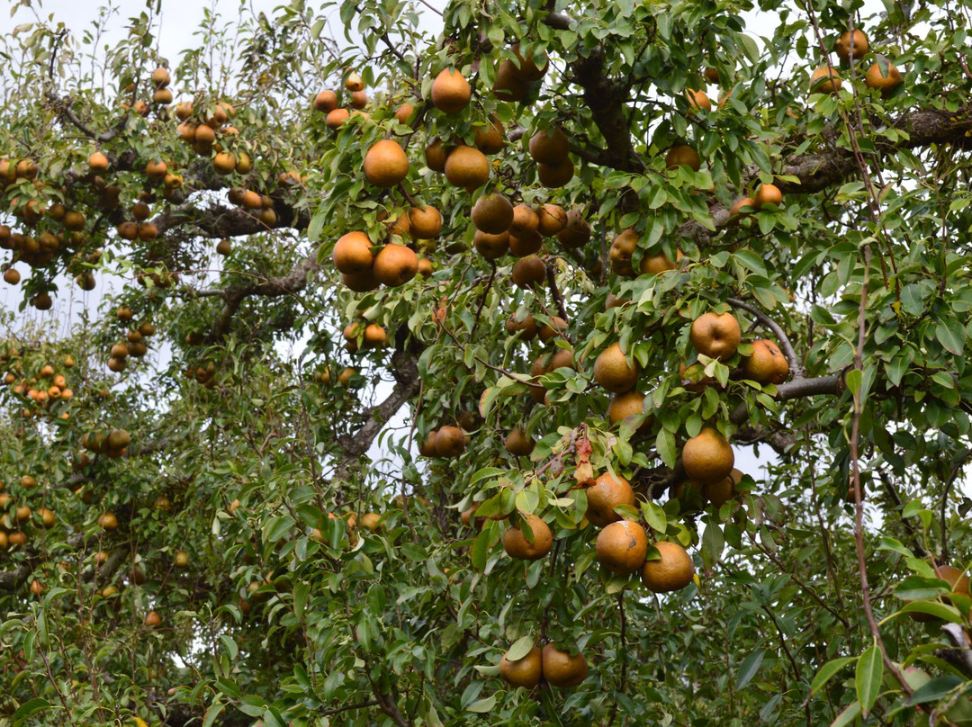 Windmill Orchard景点图片