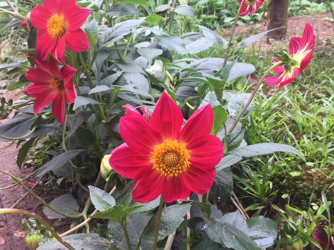 Thistledown Country House主图