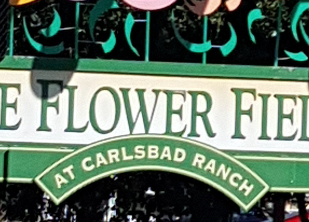 The Flower Fields at Carlsbad Ranch景点图片