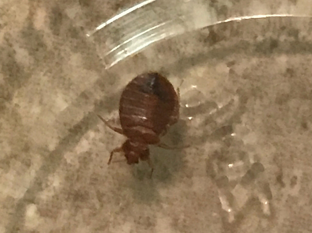 Bland酒店住宿-SureStay Plus By Best Western Wytheville