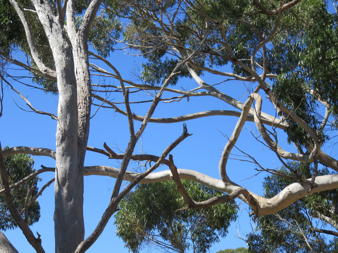 Duck Lagoon-袋鼠岛必去景点