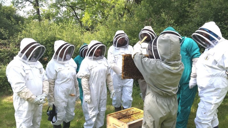 13 Bees Beekeeping Taster Sessions景点图片