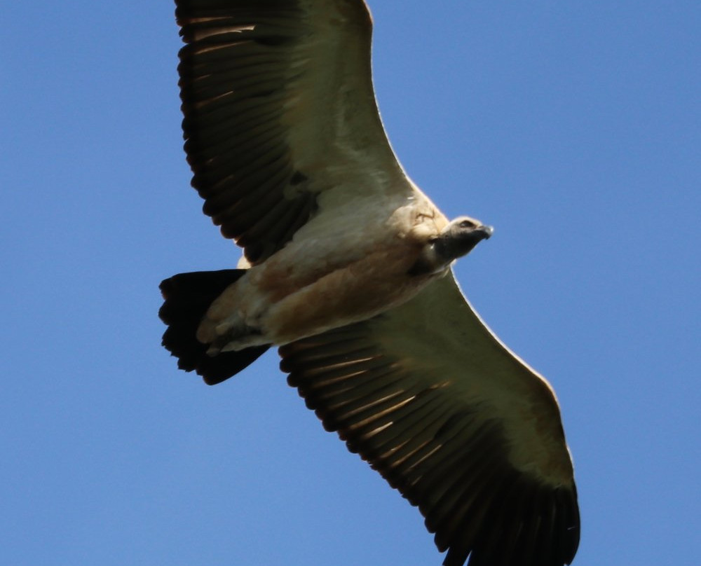 Oribi Vulture Viewing Hide景点图片
