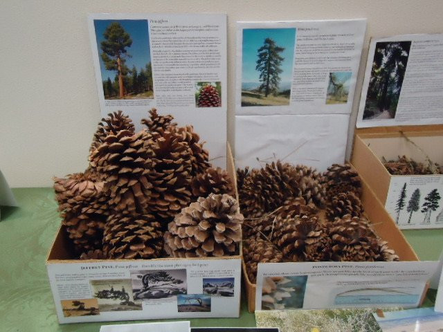 University Herbarium-伯克利必去景点