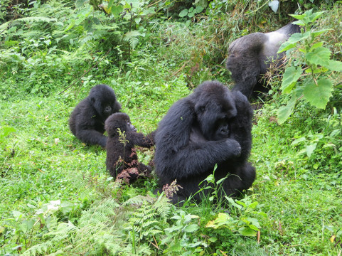 The Mane Tours Ltd.-Ruhengeri必去景点