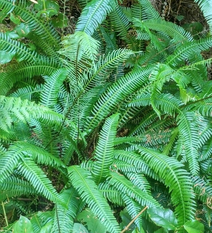 Heritage Forest-魁利克姆海滩必去景点