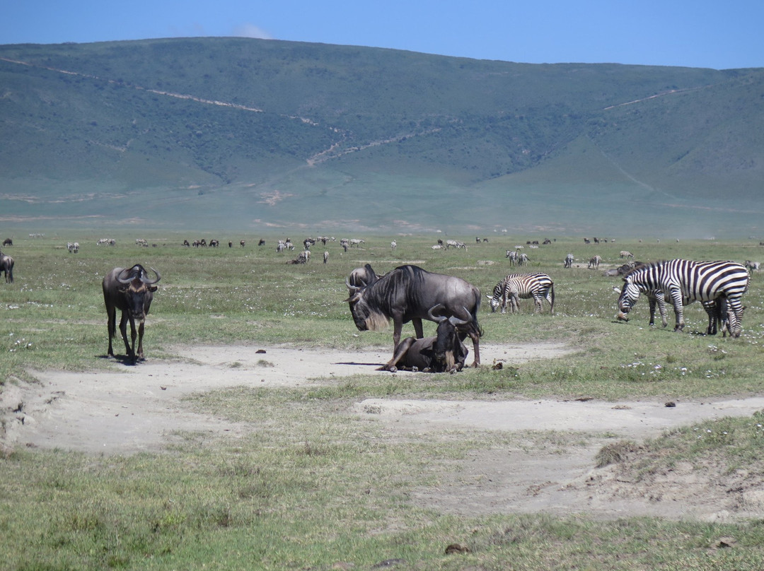Summit Heroes Expeditions-阿鲁沙必去景点