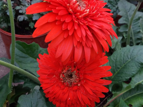 深圳花卉世界-深圳市必去景点