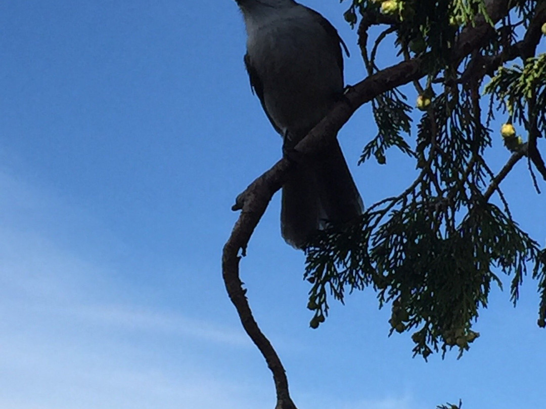 St Mark's summit-温哥华必去景点
