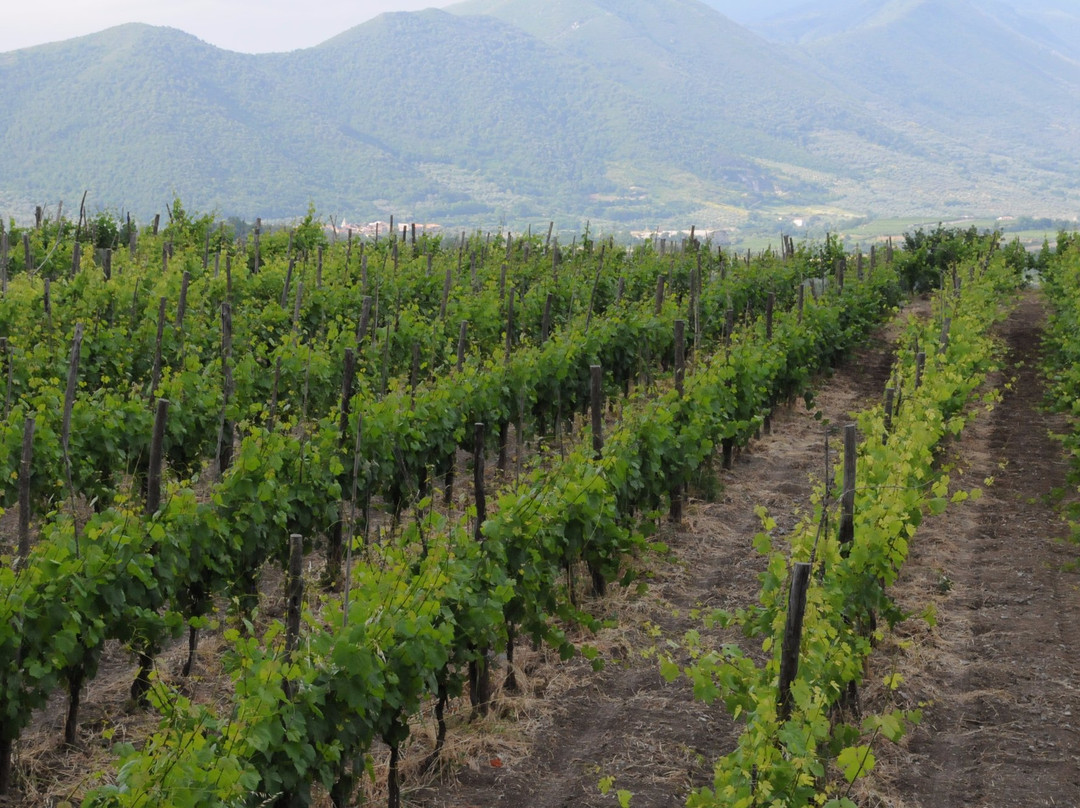 Volpara Azienda Agricola景点图片