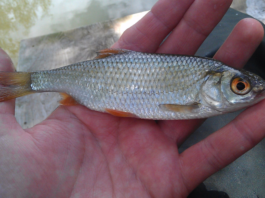 Wassell Grove Fisheries景点图片