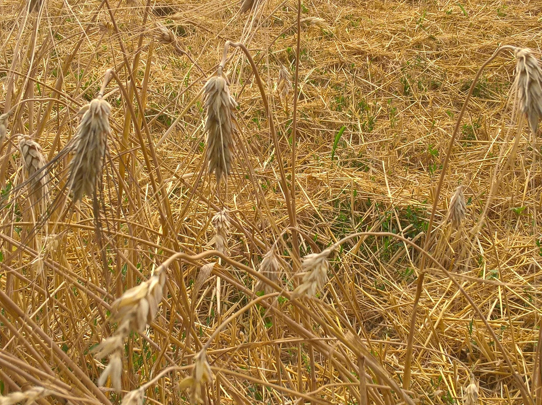 Riserva naturale orientata Parma Morta-Mezzani必去景点