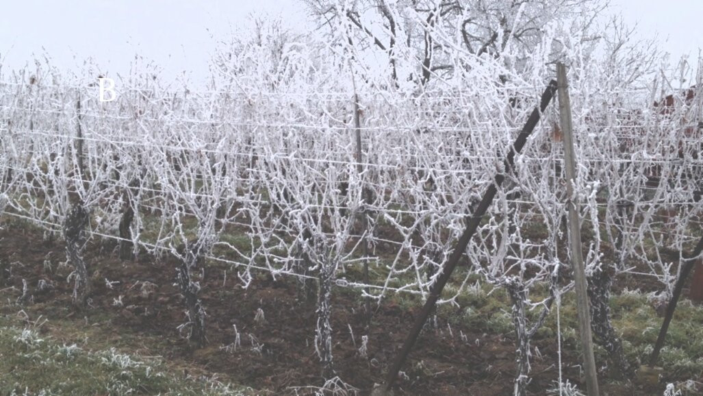 Domaine Hertzog-Herrlisheim-pres-Colmar必去景点