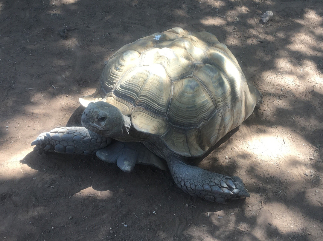 Hillcrest Park Zoo景点图片