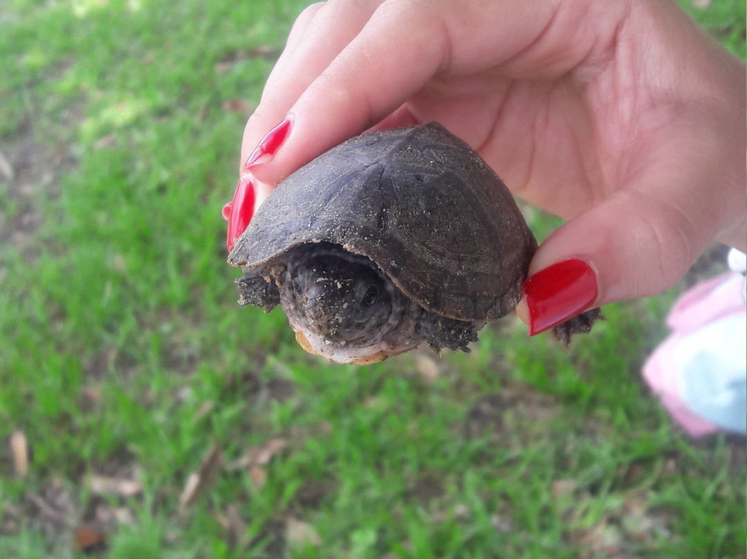 Lake Talquin State Forest-塔拉哈西必去景点
