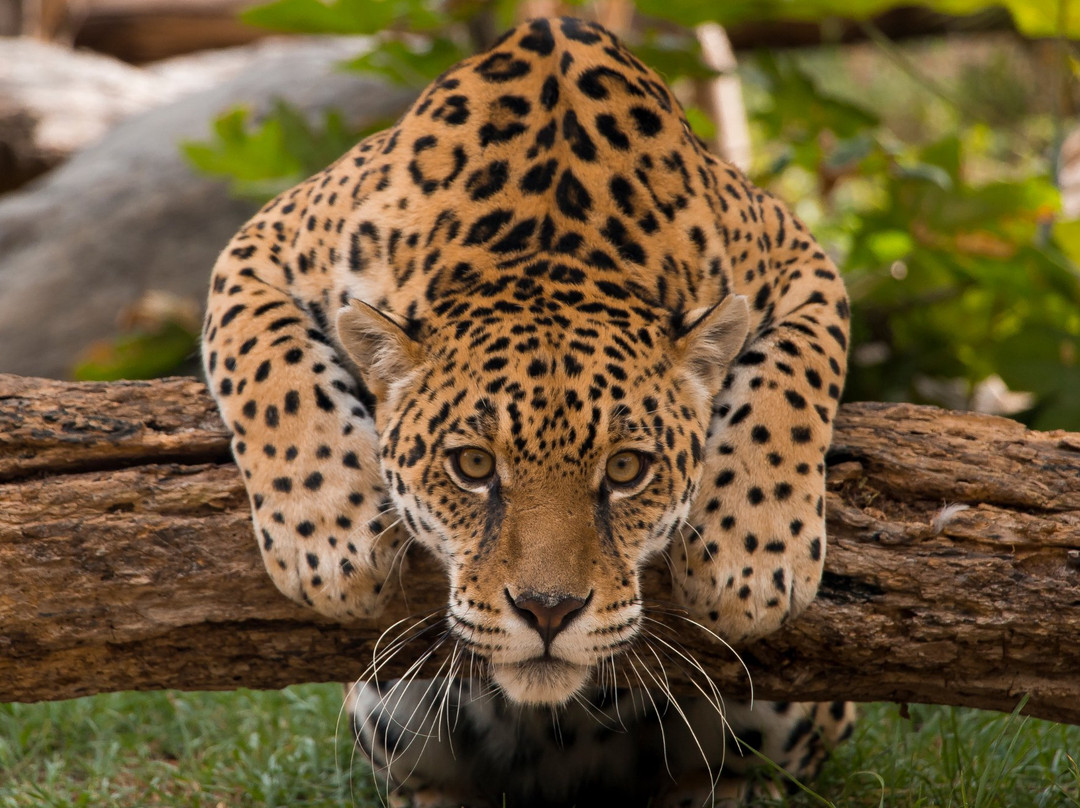 Zoologico de Quito景点图片