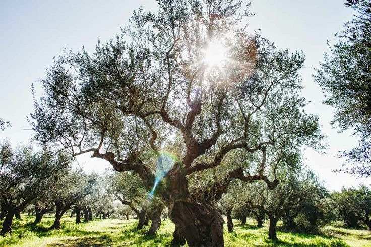 Olive Tour & Tasting景点图片
