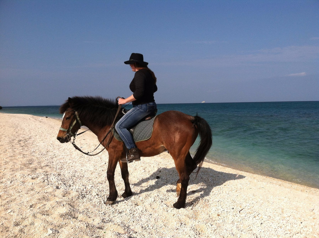 Iejima Beach Side Horse Park-伊江村必去景点